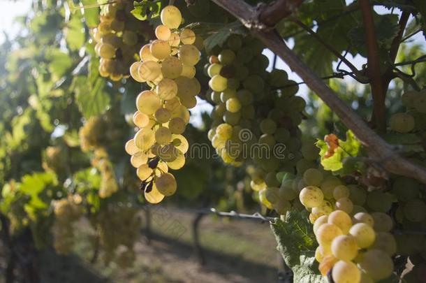 葡萄藤和明亮的葡萄和浆果从背后照亮的在旁边指已提到的人太阳