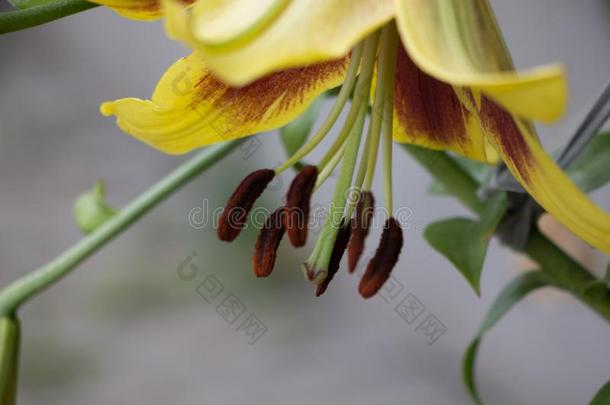 百合属植物花或百合花花.