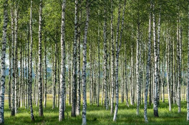 小树林关于桦树树采用夏和黑的和白色的树干,同意