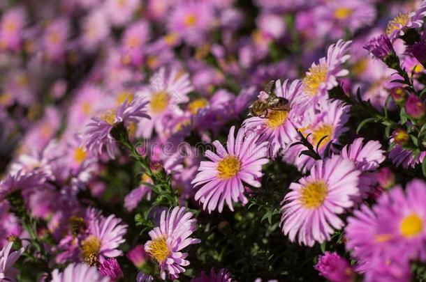 花花紫色的终年的植物共舌诺维-贝尔吉