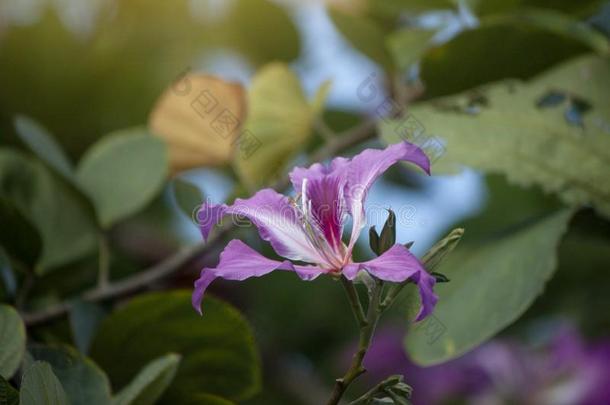 美丽的羊蹄甲属植物紫癜花和阳光.