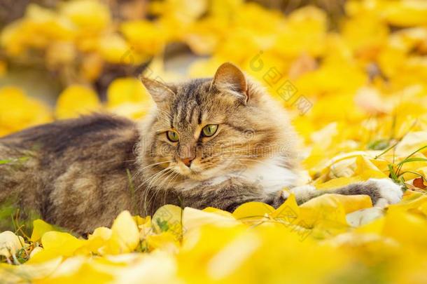 美丽的松软的西伯利亚的猫说谎向指已提到的人阵亡者黄色的植物的叶子