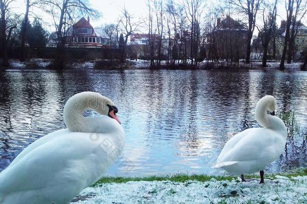 白色的天鹅冬采用波兰