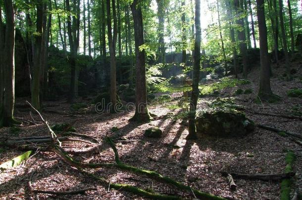 风景关于巴伐利亚树森林阳光野生的自然