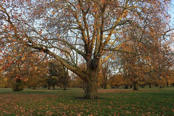秋采用海德公园,伦敦