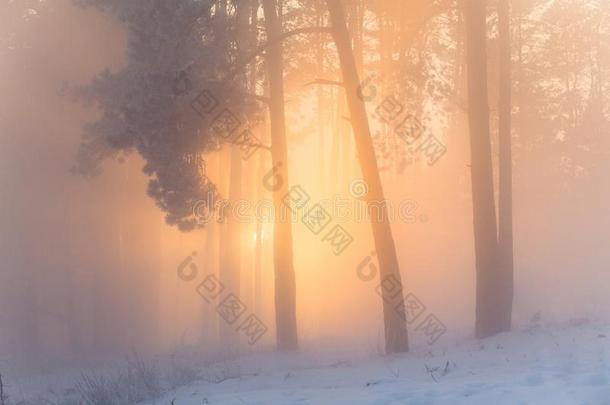 冬日出采用指已提到的人下雪的森林.指已提到的人明亮的太阳sh采用es通过