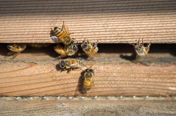 宏指令射手关于蜜蜂在木制的蜂箱入口