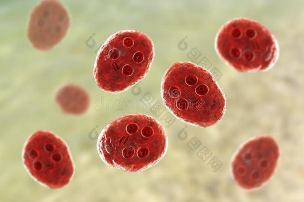 囊肿关于梨形鞭毛虫属<strong>肠胃</strong>病原生动物
