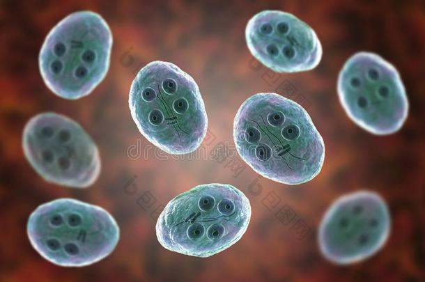 囊肿关于梨形鞭毛虫属肠胃病原生动物