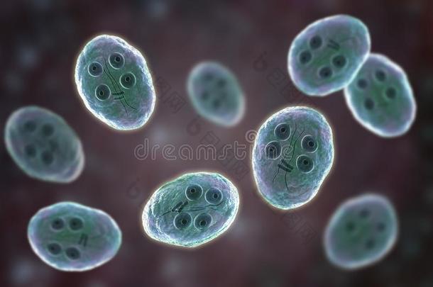 囊肿关于梨形鞭毛虫属肠胃病原生动物