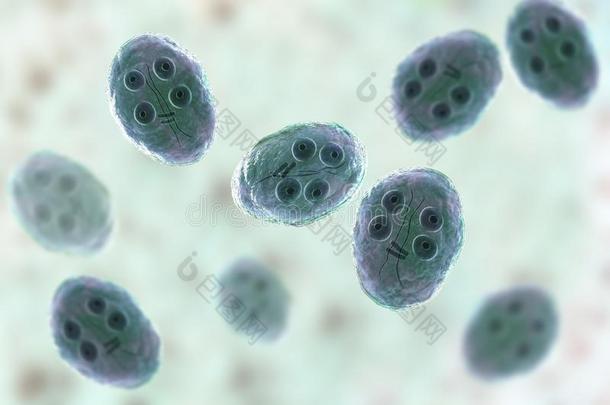 囊肿关于梨形鞭毛虫属肠胃病原生动物