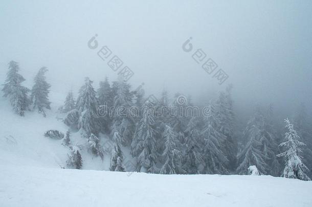 雪大量的山小山和森林采用浓的雾