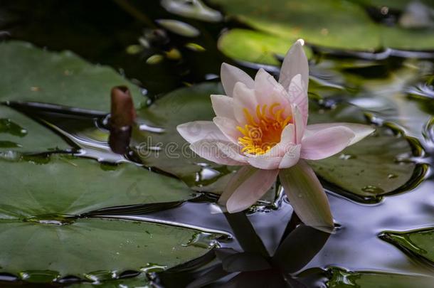 早的早晨关于粉红色的水百合花或莲花花海马科和海马科洛莎