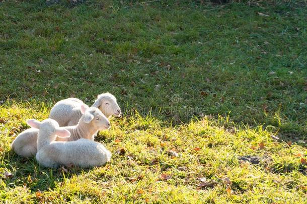 num.三年幼的白色的羔羊肉拥抱和产卵数紧接在后的向每别的英语字母表的第15个字母