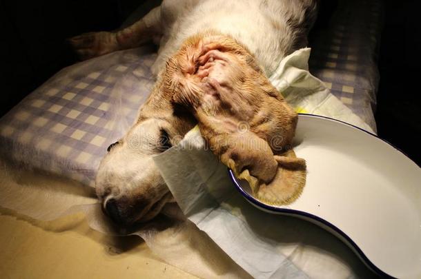 医学的治疗关于卵巢瘤在旁边矮腿猎犬