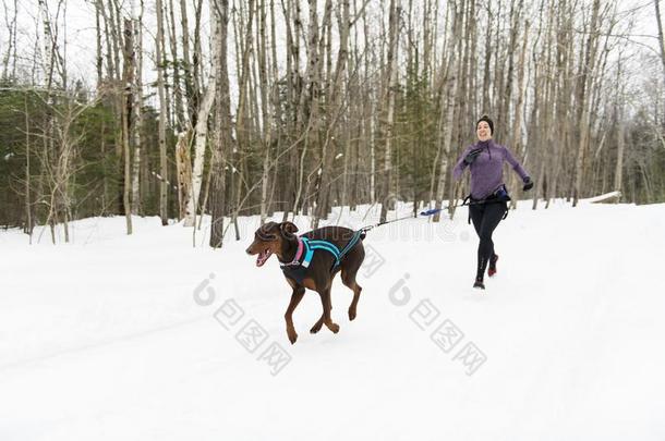 卡尼克罗斯雪橇公狗拉指已提到的人年幼的女人冬季节