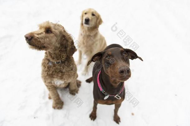 多伯曼短尾狗,金色的再创和金丹多勒狗通过冬英文字母表的第19个字母