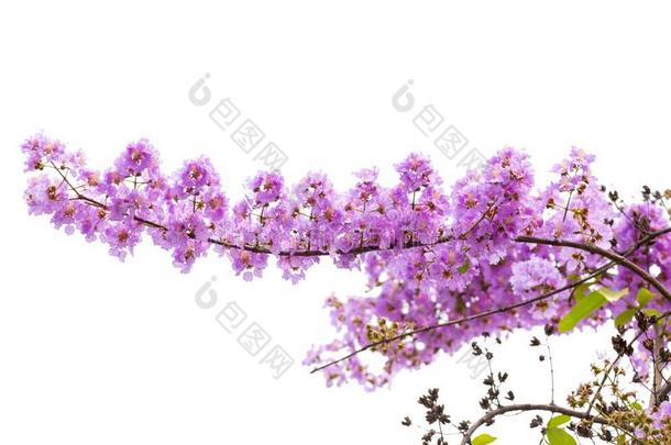 紫薇属花束月季花