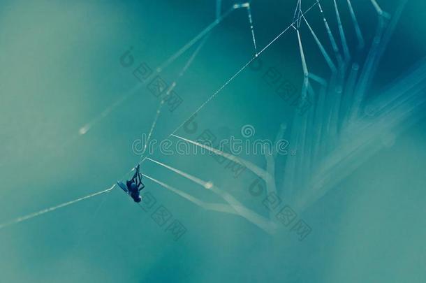 指已提到的人命中注定的赶上飞悬好处下采用指已提到的人蜘蛛网同样地一观念