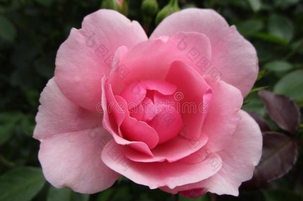 新鲜的光粉红色的玫瑰关在上面,女王伊丽莎白公园花园,aux.能够