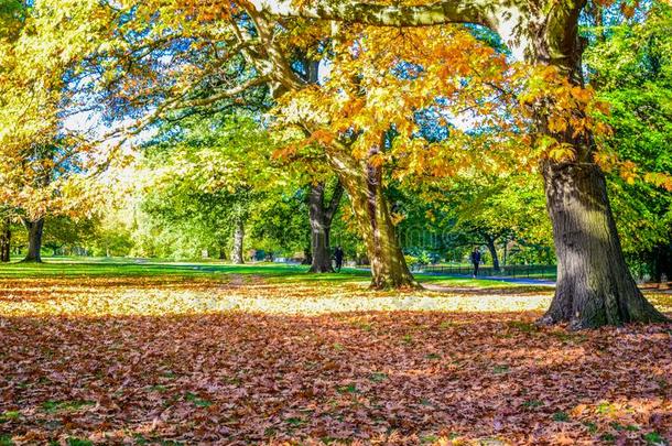 美丽的看法关于海德公园在的时候秋季节,伦敦,英语