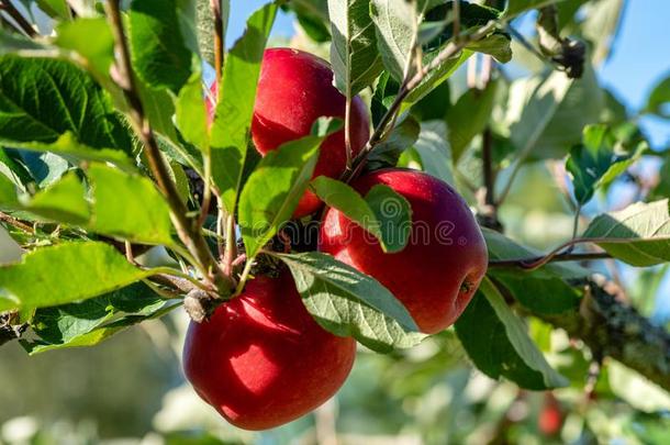 红色的成熟的苹果仍生长的采用一树,被环绕着的在旁边绿色的英语字母表的第12个字母