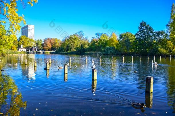 像蛇般蜷曲的湖采用海德公园,英格兰