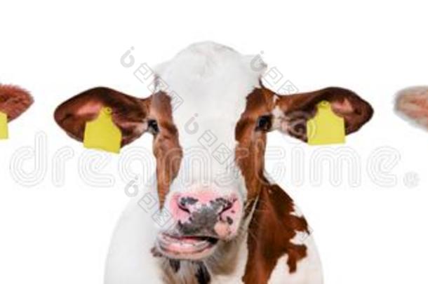 num.三有趣的奶牛有斑点的隔离的向一白色的b一ckground.Portr一it