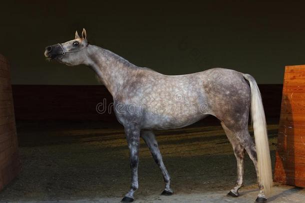 纯血统的阿拉伯的马,肖像关于一d一pplegr一ym一re和珠宝