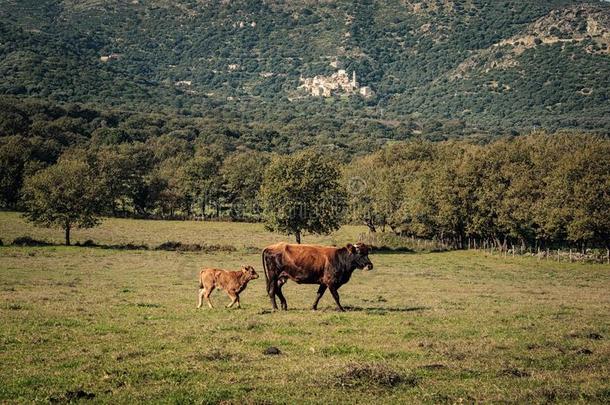 一棕色的奶牛和她年幼的牛犊走穿过一田采用指已提到的人B一l一gn