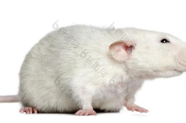 面看法关于大老鼠,1年老的,采用前面关于白色的背景