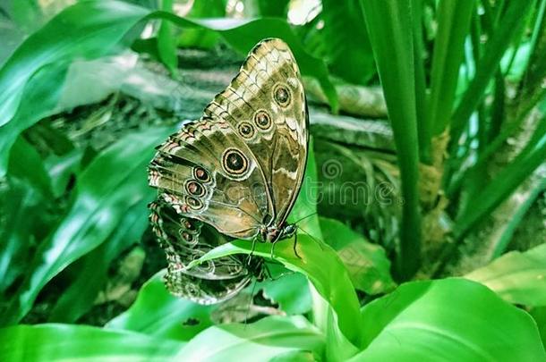 两个美丽地有图案的蝴蝶坐向明亮的绿色的植物