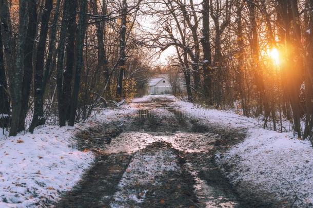 神秘的森林在指已提到的人傍晚后的第一雪.魔法冬