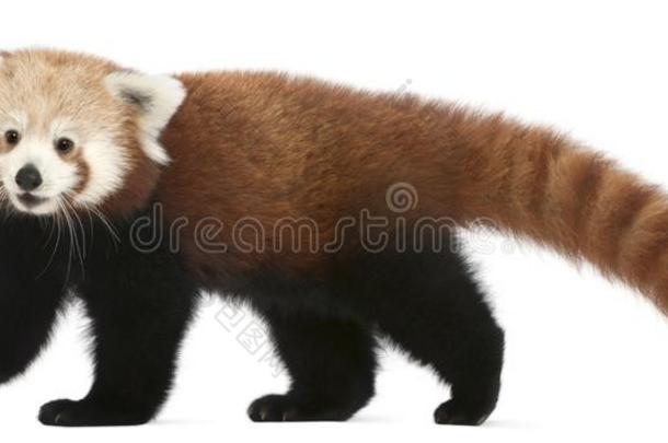 年幼的红色的熊猫或光亮的猫,小熊猫富根斯,7月老的