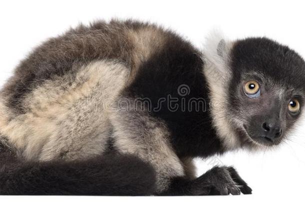 年幼的黑的-和-白色的有环状羽毛的狐猴,瓦雷西亚杂色分包,