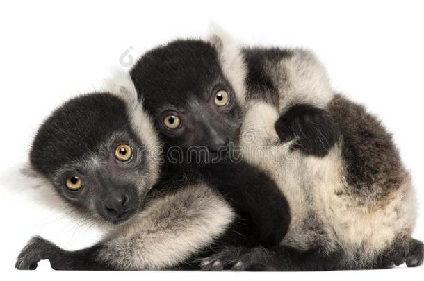 年幼的黑的-和-白色的有环状羽毛的狐猴,瓦雷西亚杂色分包