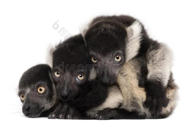 年幼的黑的-和-白色的有环状羽毛的狐猴,瓦雷西亚杂色近尖