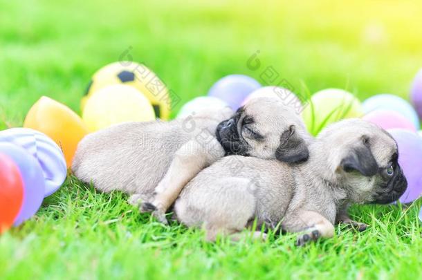 漂亮的小狗哈巴狗睡眠采用绿色的草地