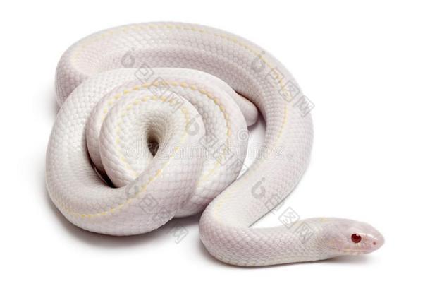 雪东方的王蛇或普通的王蛇,小滑鳞蛇属格图拉