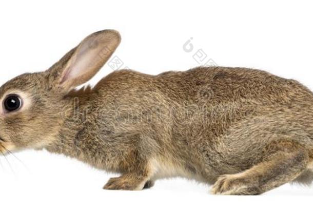 欧洲的兔子或普通的兔子,2月老的