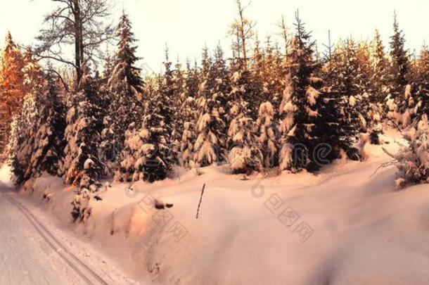 冬风景和新鲜的雪大量的衣着整洁的树