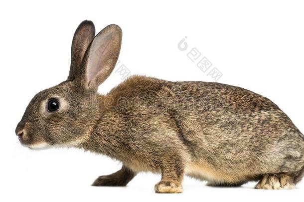 欧洲的兔子或普通的兔子,3月老的