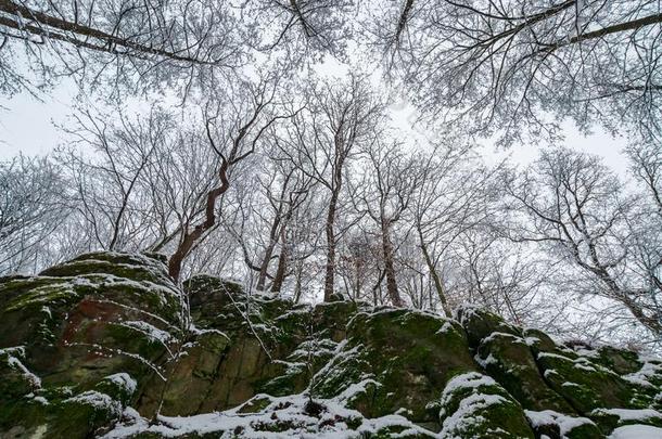 冬森林向一多岩石的悬崖.