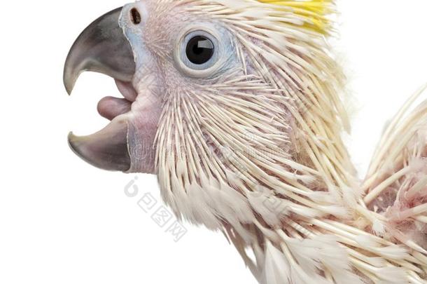 硫磺-有顶饰的美冠鹦鹉呼喊,葵花鸟加丽塔