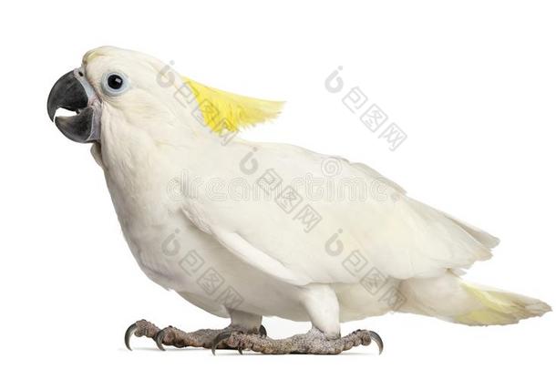 硫磺-有顶饰的美冠鹦鹉,葵花鸟加丽塔