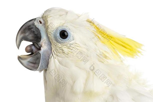 硫磺-有顶饰的美冠鹦鹉,葵花鸟加丽塔