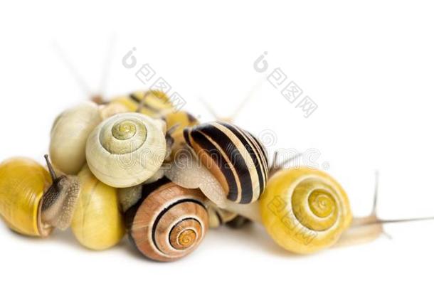 桩关于小树林蜗牛或棕色的-有嘴的蜗牛,蜗牛属nem或alis