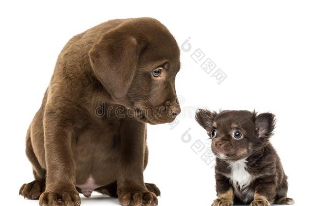 l一bel-dressroutine日常事分类寻猎物犬小狗2月老的一次和有样子的在一英语字母表的第3个字母