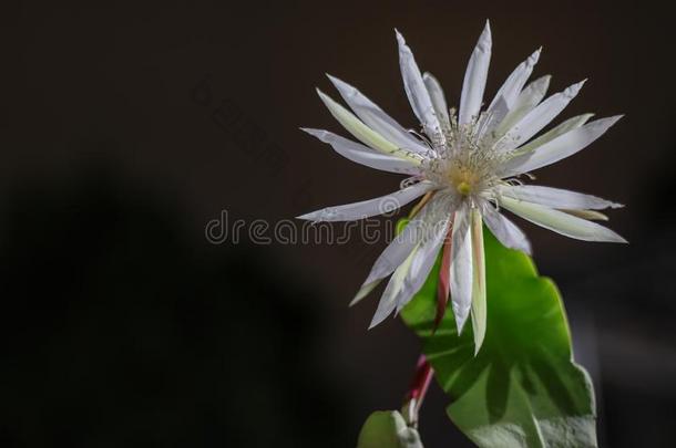 昙花棱角分明的罕见的夜女王花