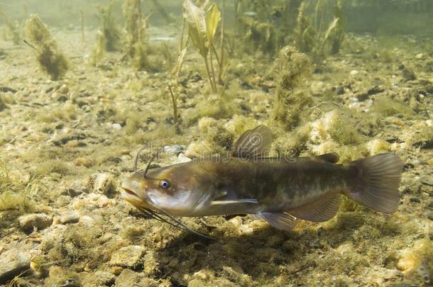 棕色的大头鱼鲶鱼阿米鲁斯薄幕状云在水中的摄影